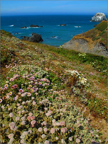 sm (17) 090709 Kortum.jpg - Buckwheat and Seaside Daisies help frame the ocean views.